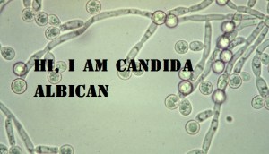 candida-albican