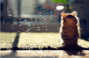 cute-kitten-playing-with-bubbles-photo
